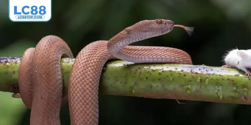 Giấc mơ về rắn mang nhiều ý nghĩa